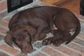 Puppy on hearth